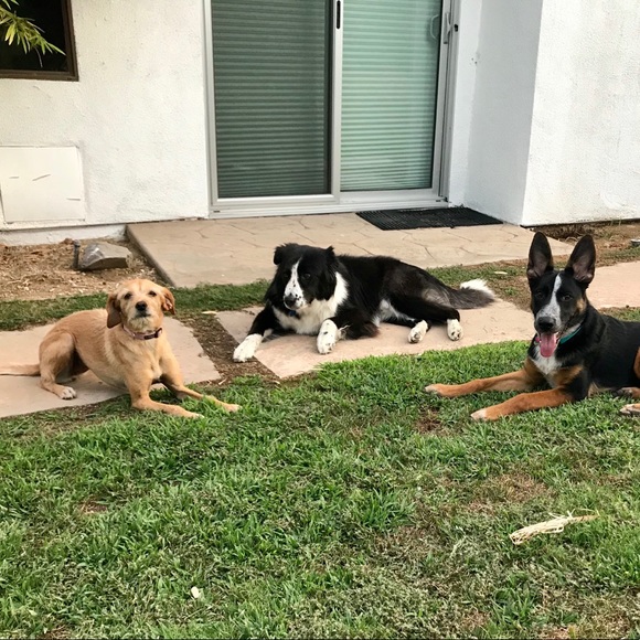 Meet your Posher, Dee dee - Picture 4 of 4